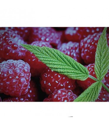 ویدئو پروژکتور RD-801A